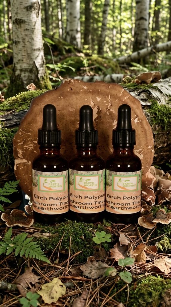 Birch Polypore Mushroom tincture extracted in alcohol 30ml