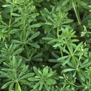 Cleavers tincture extracted in alcohol 30ml